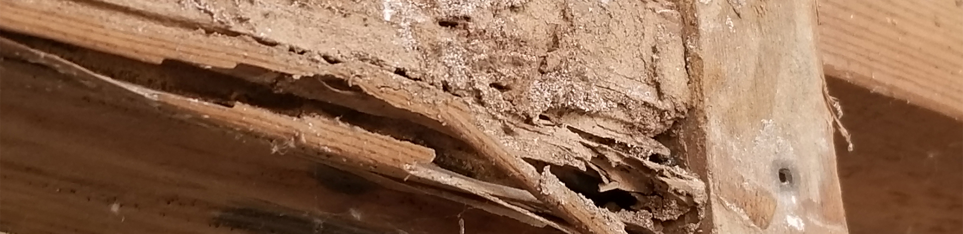 Questions about Termites in Phoenix