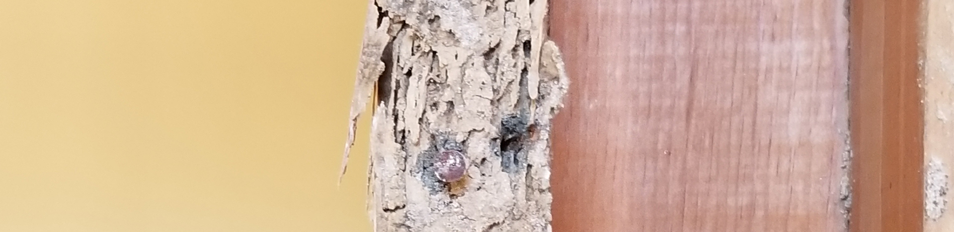 Phoenix Termite Experts