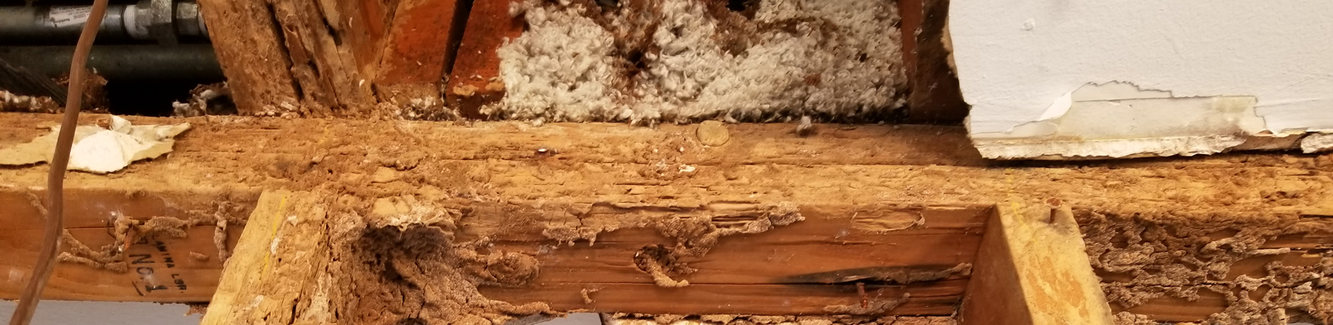 Termite Removal Cost in Phoenix